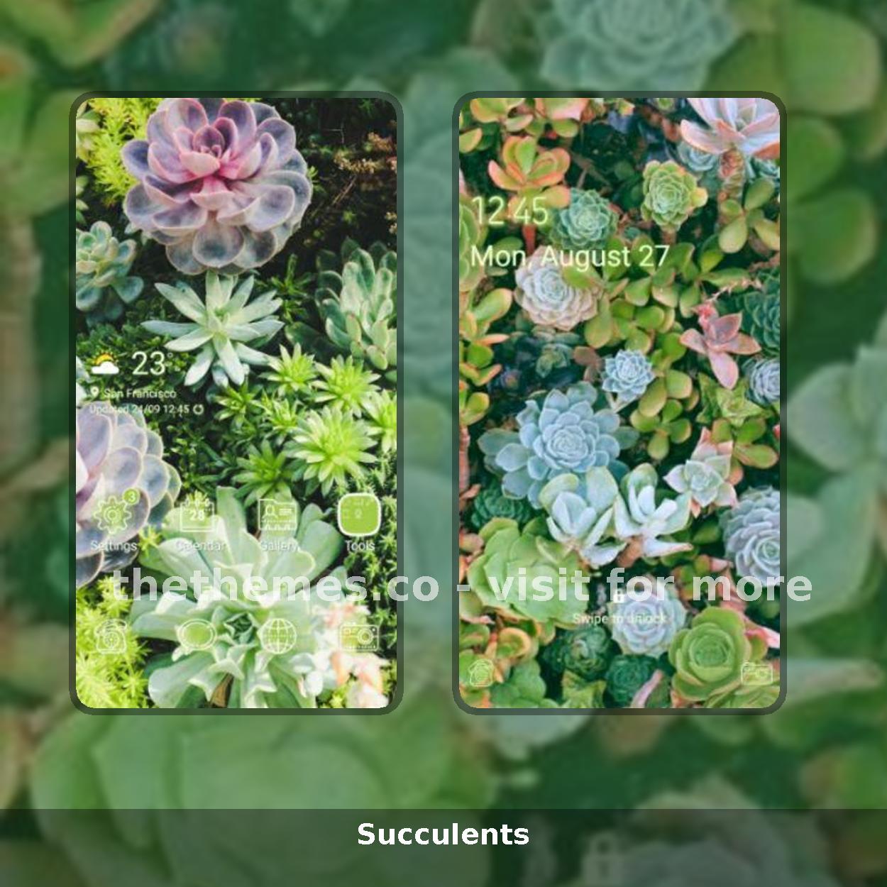 Succulents