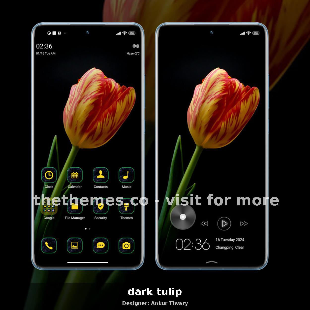 dark tulip